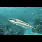 AMBER JACK