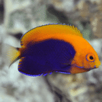African Pygmy Angel