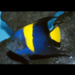 Arabian angelfish
