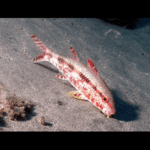 BARTAILED GOAT FISH