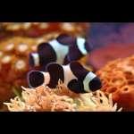 BLACK ANEMONE FISH