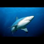 BLACK TIP SHARK