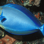 BLACK TONGUE UNICORN FISH