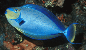 BLACK TONGUE UNICORN FISH