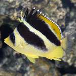 BLACK YELLOW BUTTERFLY