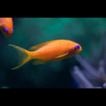 BLUE EYE LYRETAIL FEMALE