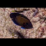 BLUE FIN ANGEL