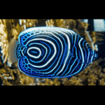 BLUE RING ANGEL JUV