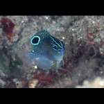BLUE SPOT DAMSEL