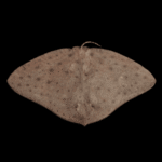 BUTTERFLY SCAT