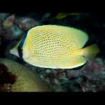 CITRON BUTTERFLY