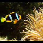 CLARKS ANEMONE FISH
