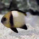 CLOUDY DAMSEL