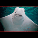 COW NOSE RAY