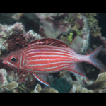 CROWN SQUIRREL FISH