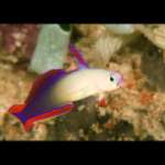 DECORATED FIRE FISH