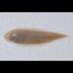 DOUBLE LINE TONGUE SOLE
