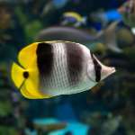 DOUBLE SADDLE BUTTERFLY    (P)