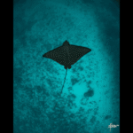 EAGLE RAY