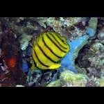EIGHT STRIPE BUTTERFLY    (P)