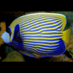 EMPEROR ANGEL ADULT