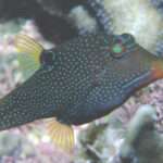 FLASE EYE PUFFER