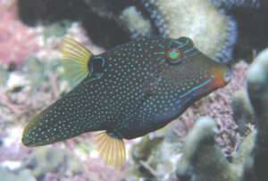 FLASE EYE PUFFER