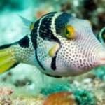 FOUR BARRED PUFFER