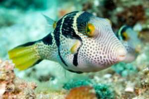 FOUR BARRED PUFFER