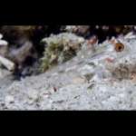FUSI GOBY
