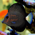 GEM TANG