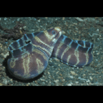 GIRDLED EEL