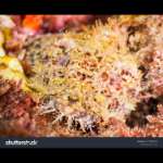 HAIRY STING FISH