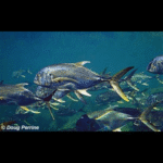 HORSE  CREVALLE