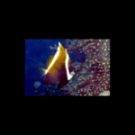 HUMPHEAD BANNER FISH