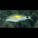 INDIAN GOAT FISH