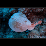 JAPANESE SLEEPER RAY
