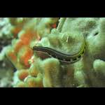 KLAUSEWITZ  BLENNY