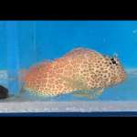 LEOPARD ROCK SKIPER
