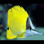 LONG NOSED BUTTERFLY