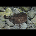 MARBLED ELECTRIC RAY