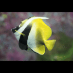 MASKED BANNER FISH