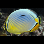 MELON BUTTERFLYFISH