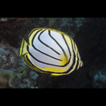 MEYERIS BUTTERFLY    (P)