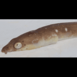 PAINSPOTTED EEL