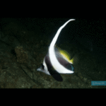 PHILIPINE PANNANT CORAL FISH