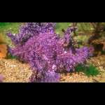 PURPLE TASSLED RHINO SCORPION