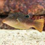 PEARL PUFFER