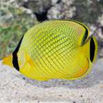 RAFFLESI BUTTERFLY