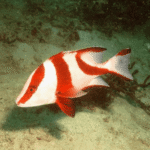 RED EMPEROR